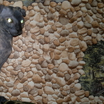 голые вислоухие и прямоухие котята украинские левкои