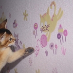 Абиссинский котик ищет любящих хозяев