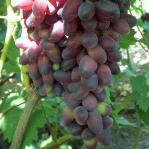 Купить саженцы винограда в Беларуси- www.vinogradar.by