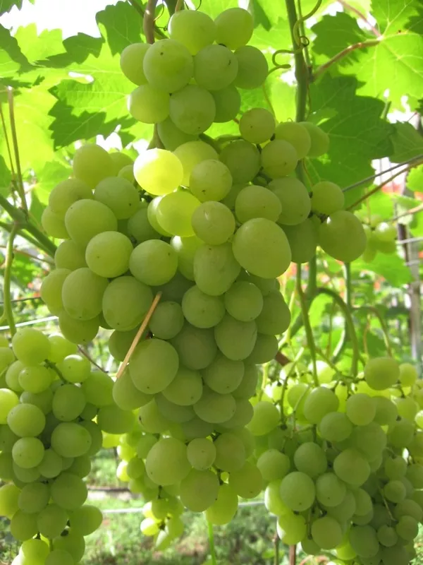 Купить саженцы винограда в Беларуси- www.vinogradar.by 2