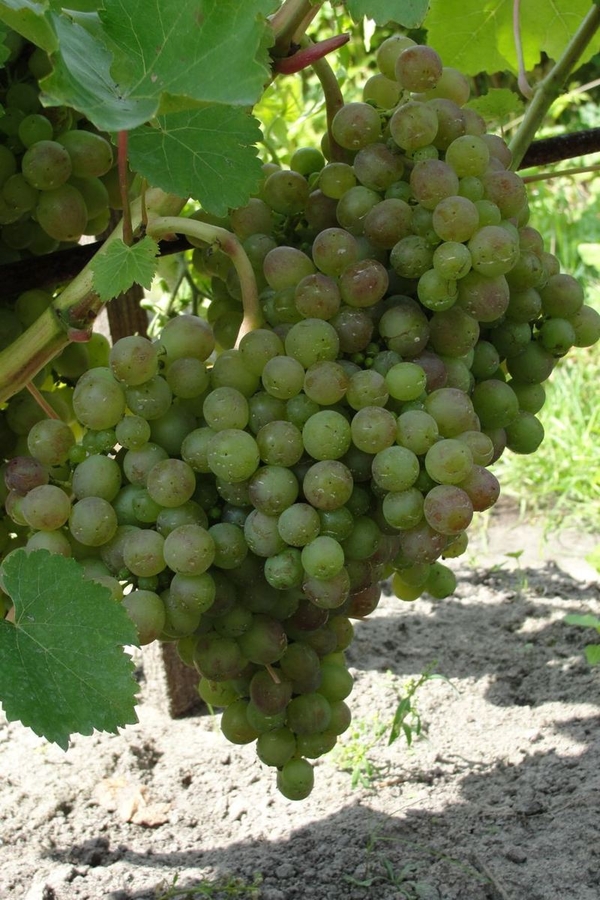 Купить саженцы винограда в Беларуси- www.vinogradar.by 3