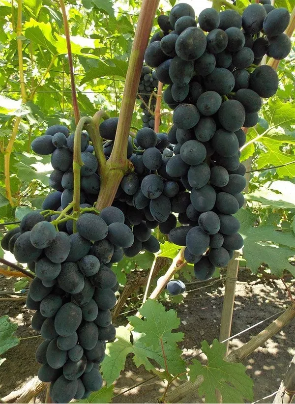 Купить саженцы винограда в Беларуси- www.vinogradar.by 4