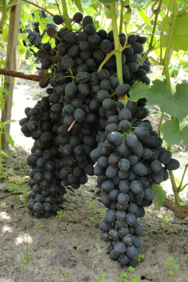 Купить саженцы винограда в Беларуси- www.vinogradar.by 5
