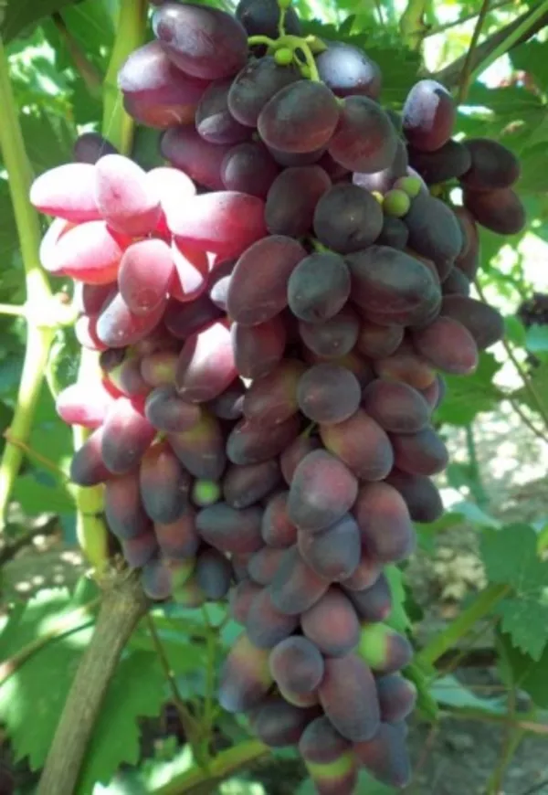 Купить саженцы винограда в Беларуси- www.vinogradar.by