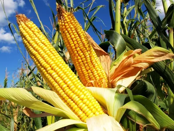 Кукуруза на корню,  на зерно или на силос